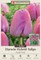 Purple Pride Darwin Tulip- 12/+ cm Bulbs - 7 Bulbs - Large Flowers